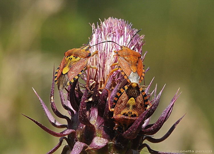 Carpocoris purpureipennis ?